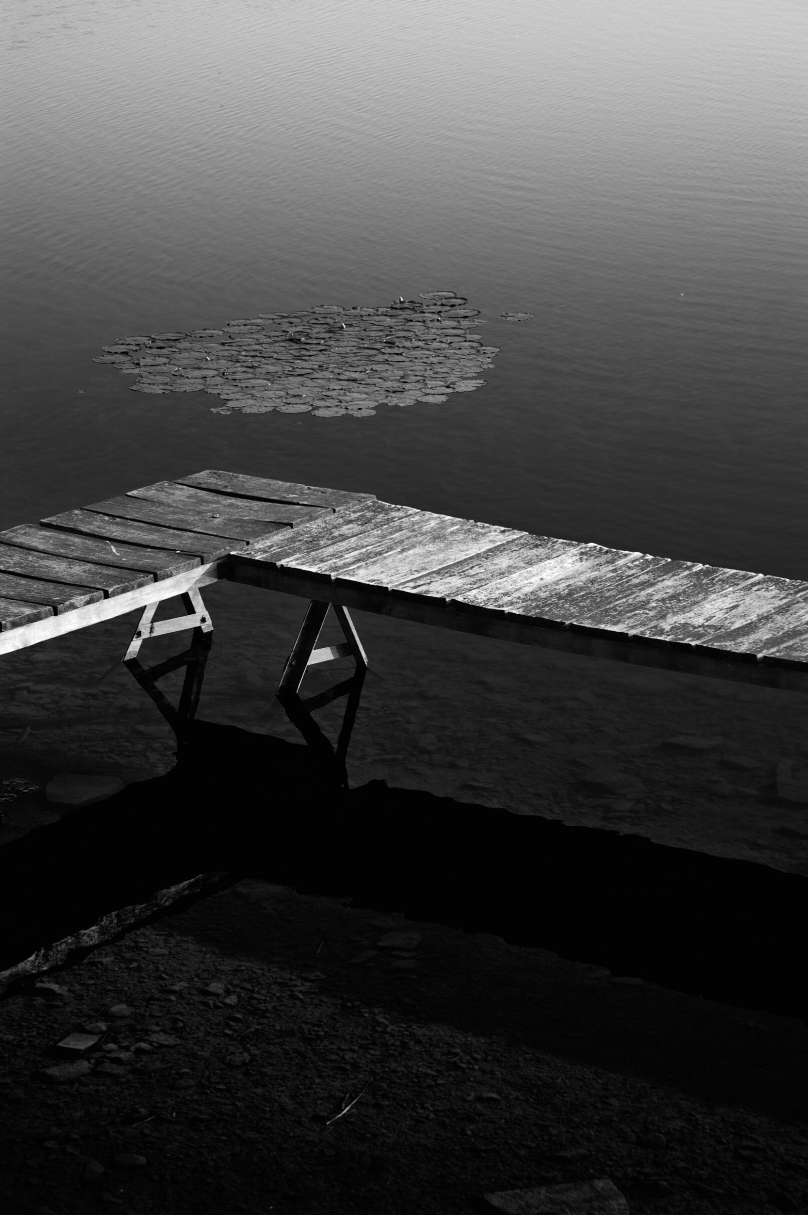old wooden pier with water lilies