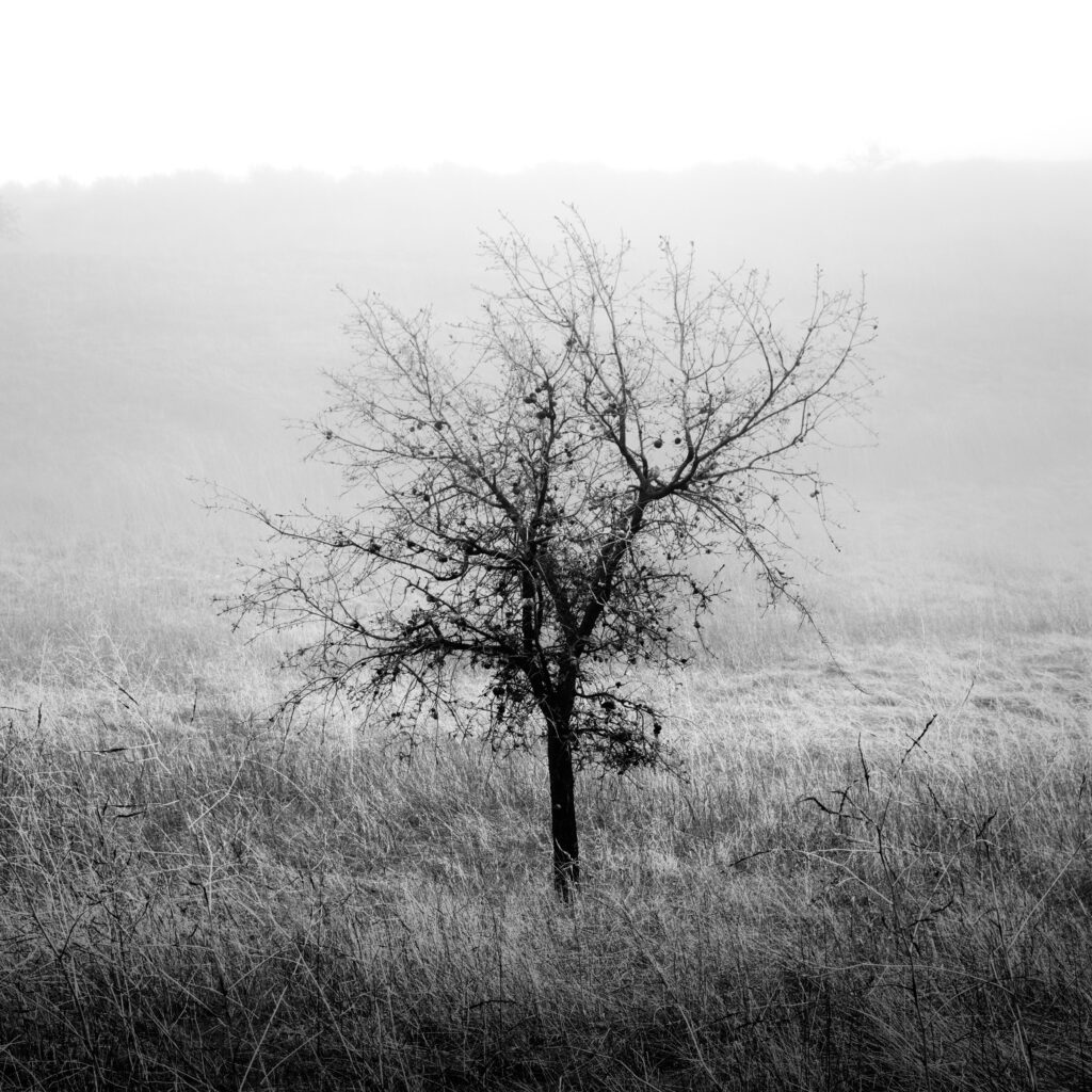 tree in fog