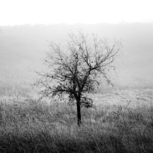 tree in fog