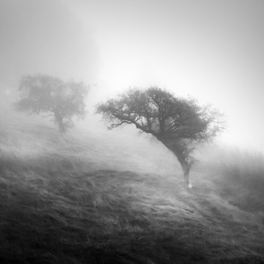 tree in fog