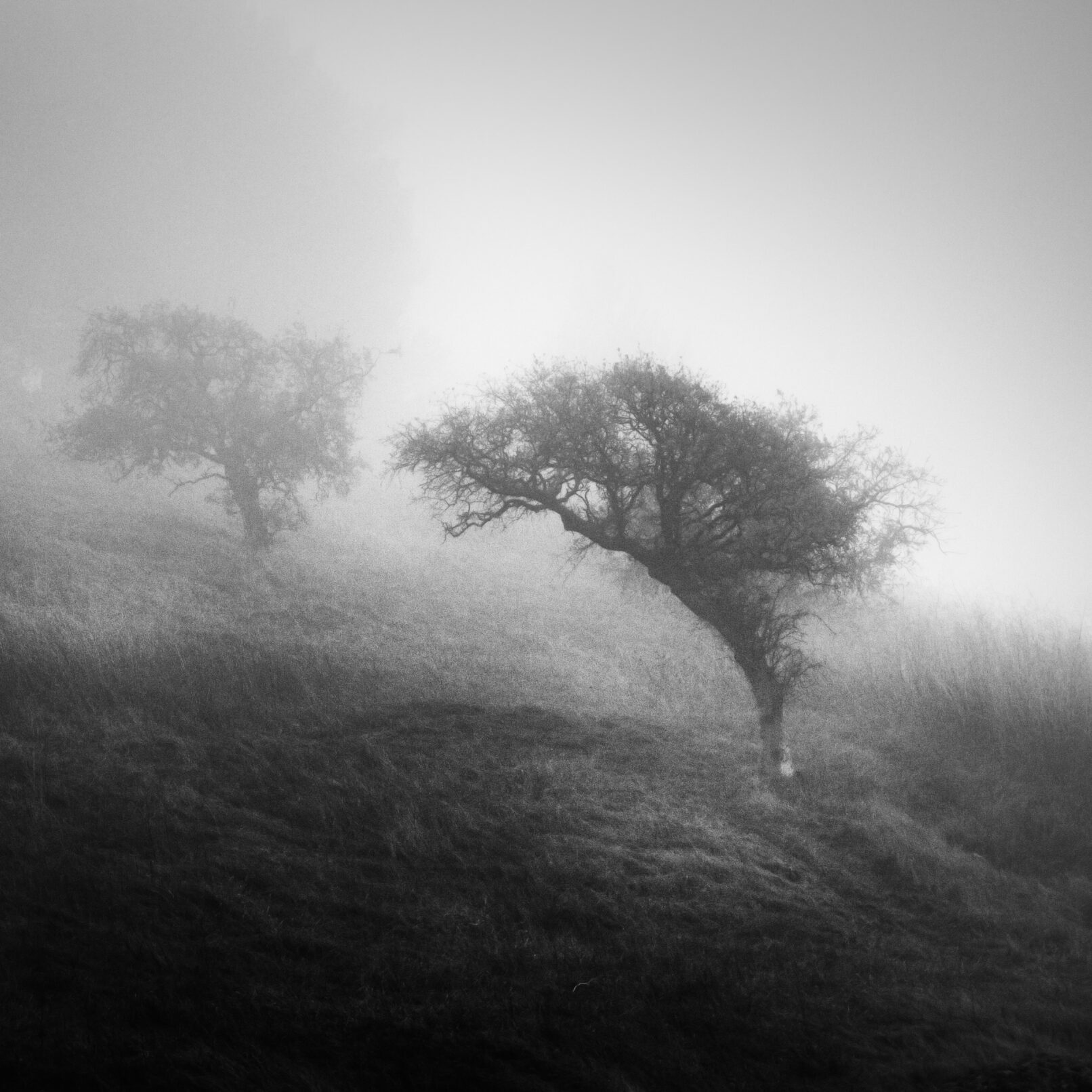 tree in fog