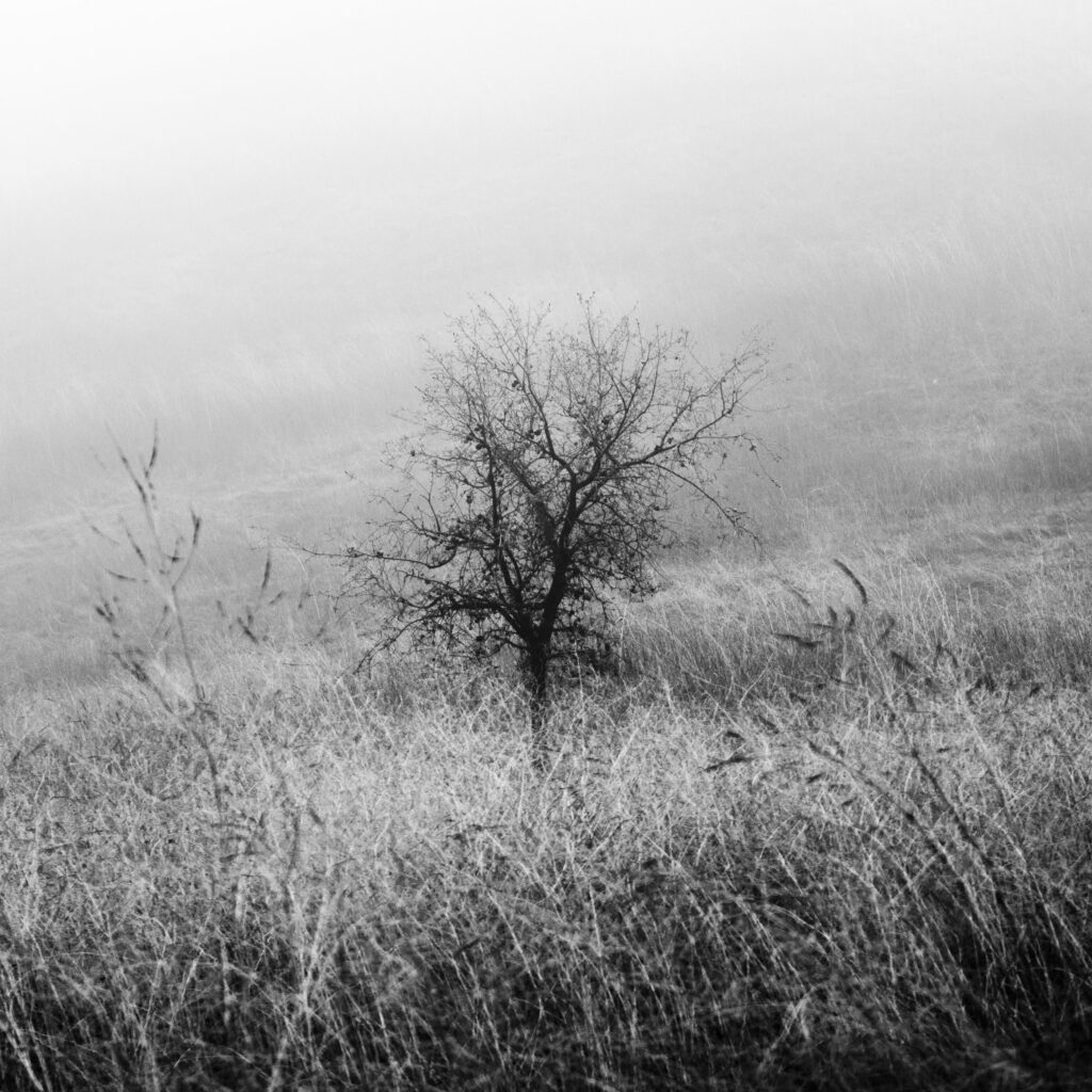 tree in fog