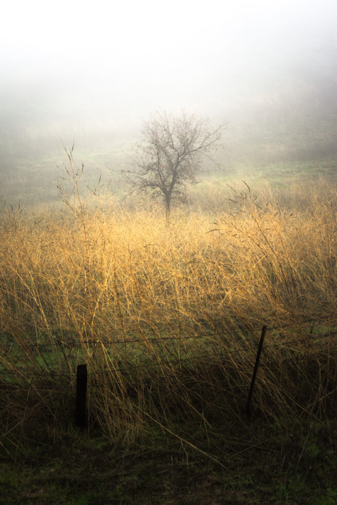 tree in fog with barbed wire
