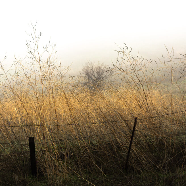 tree and brush in fog with barbed wire