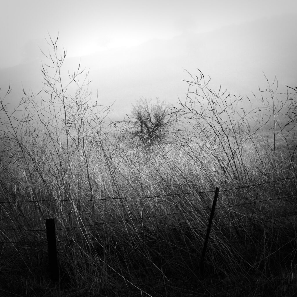 tree in fog with barbed wire