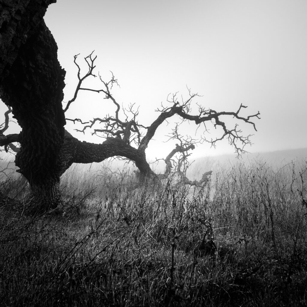 fallen tree in fog