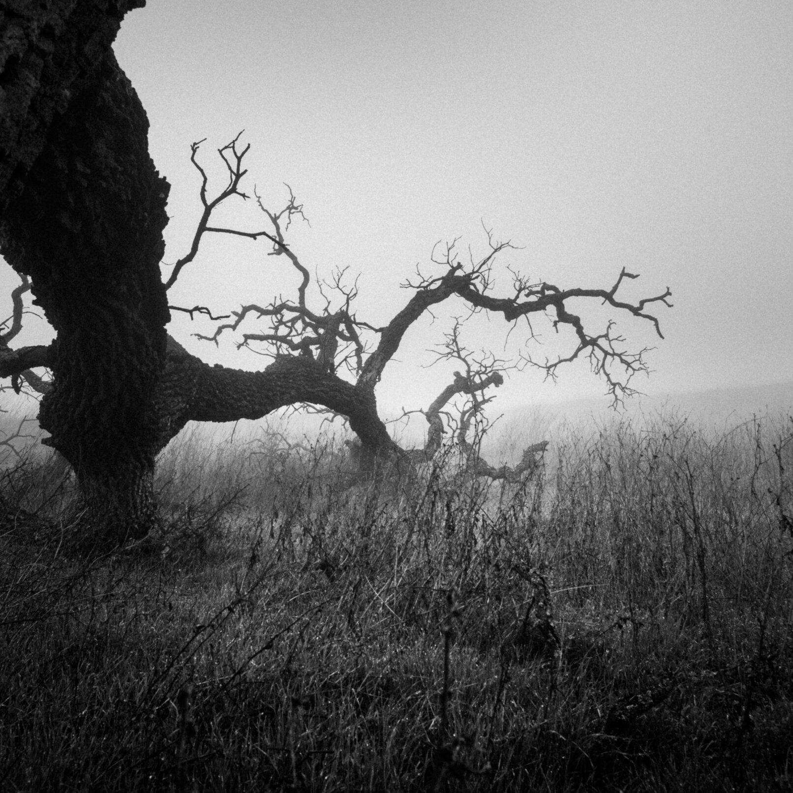 fallen tree in fog