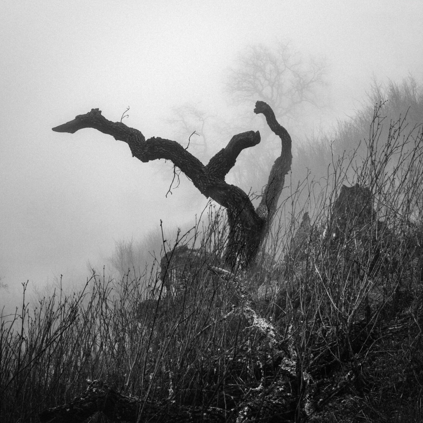 tree stump in fog