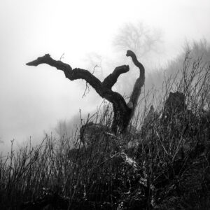 tree stump in fog