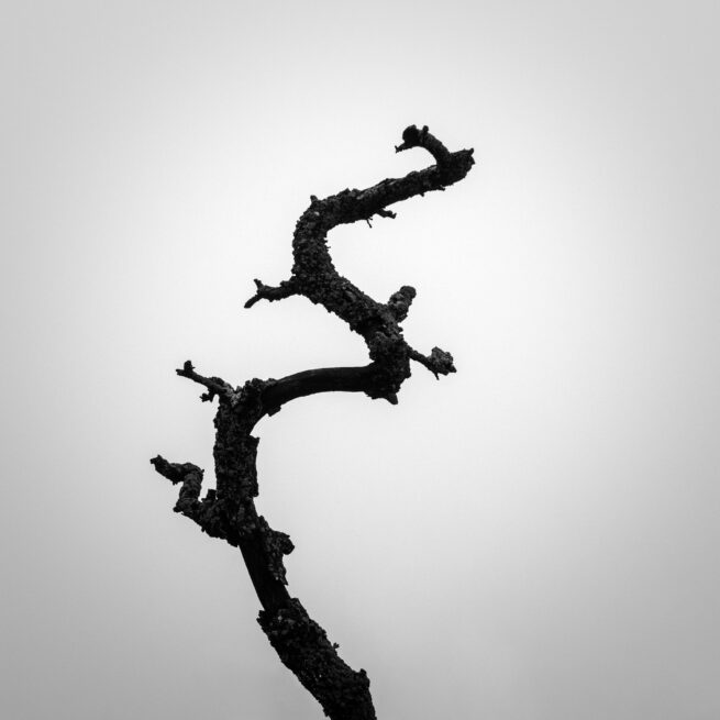 bare tree branch in fog