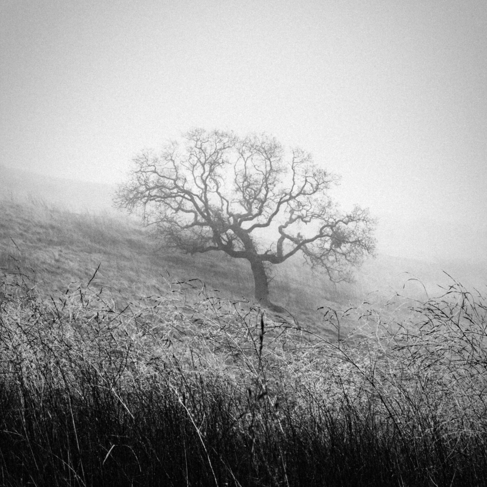 tree in fog