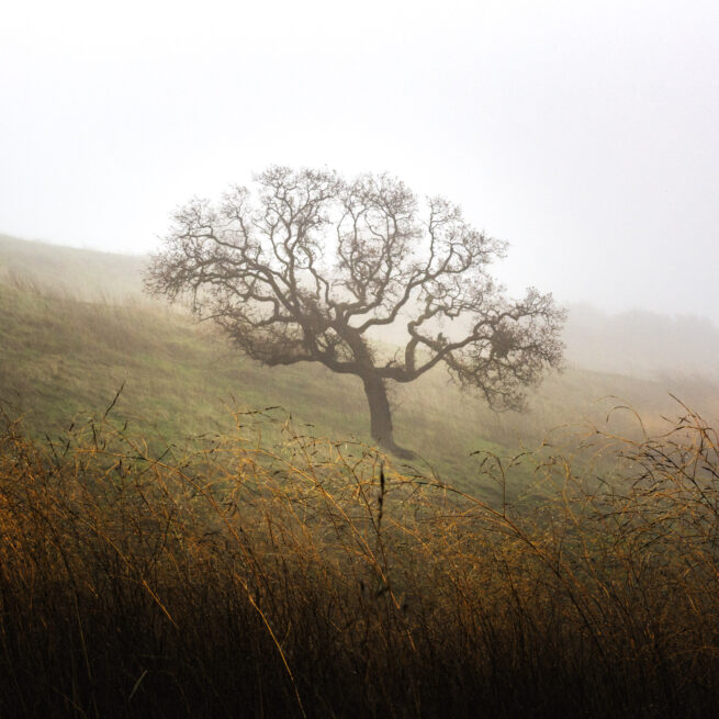 tree in fog