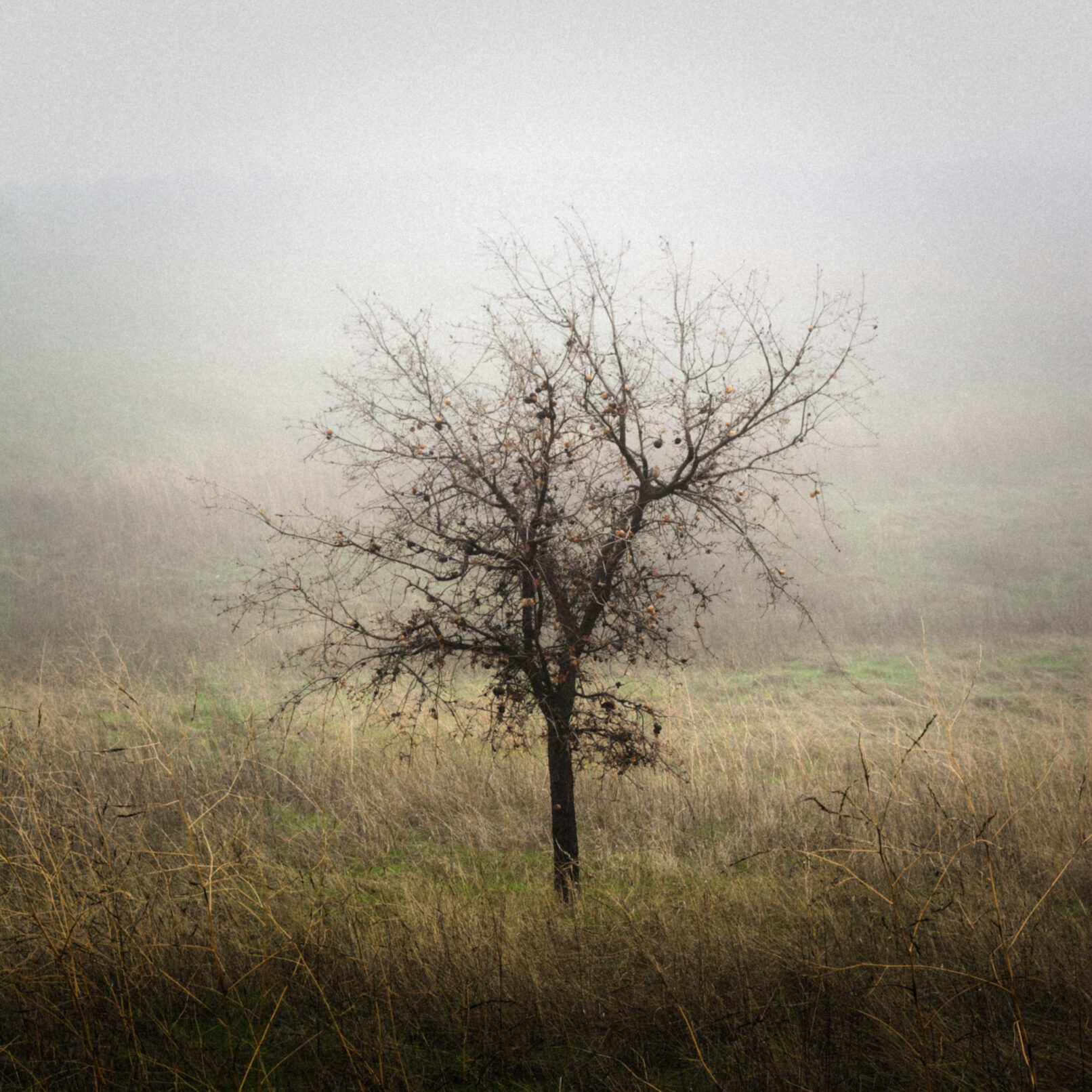 tree in fog