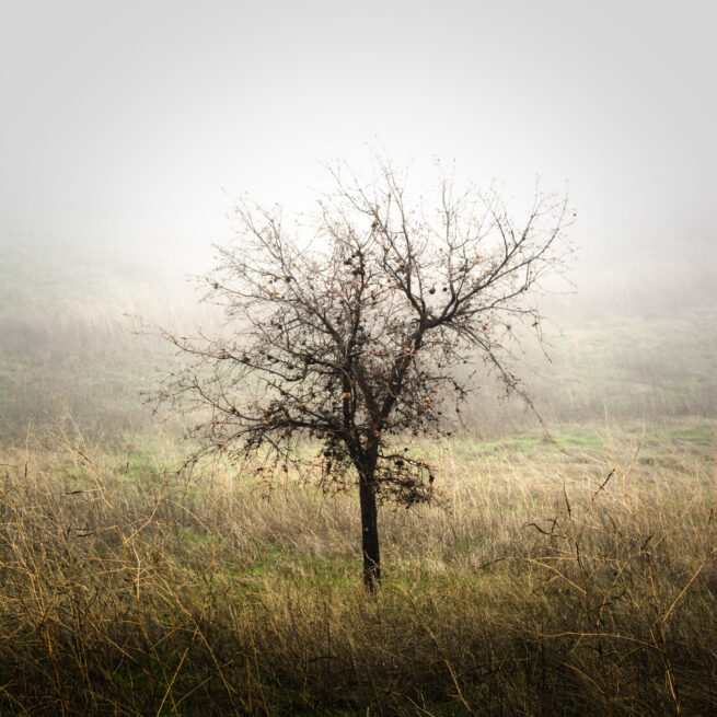 tree in fog