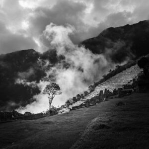 machu picchu tree and fog