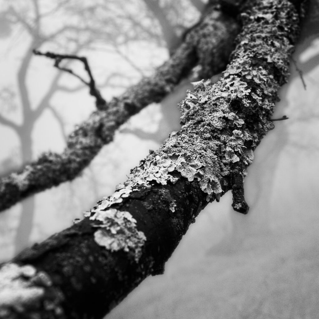 tree bark closeup