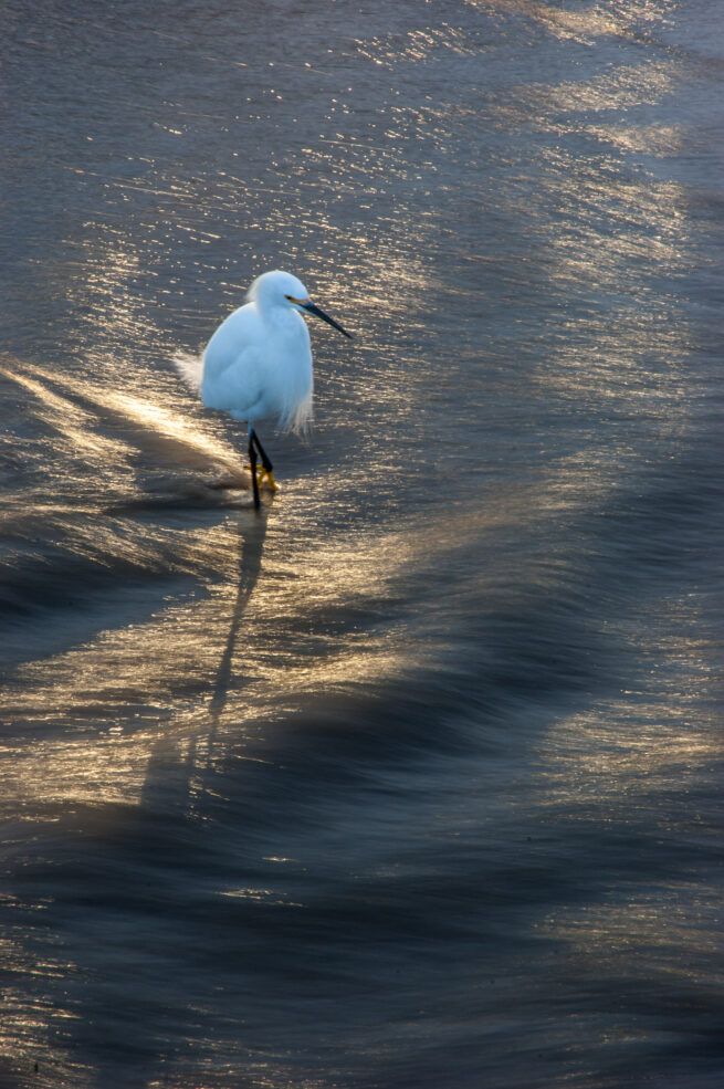white bird in water