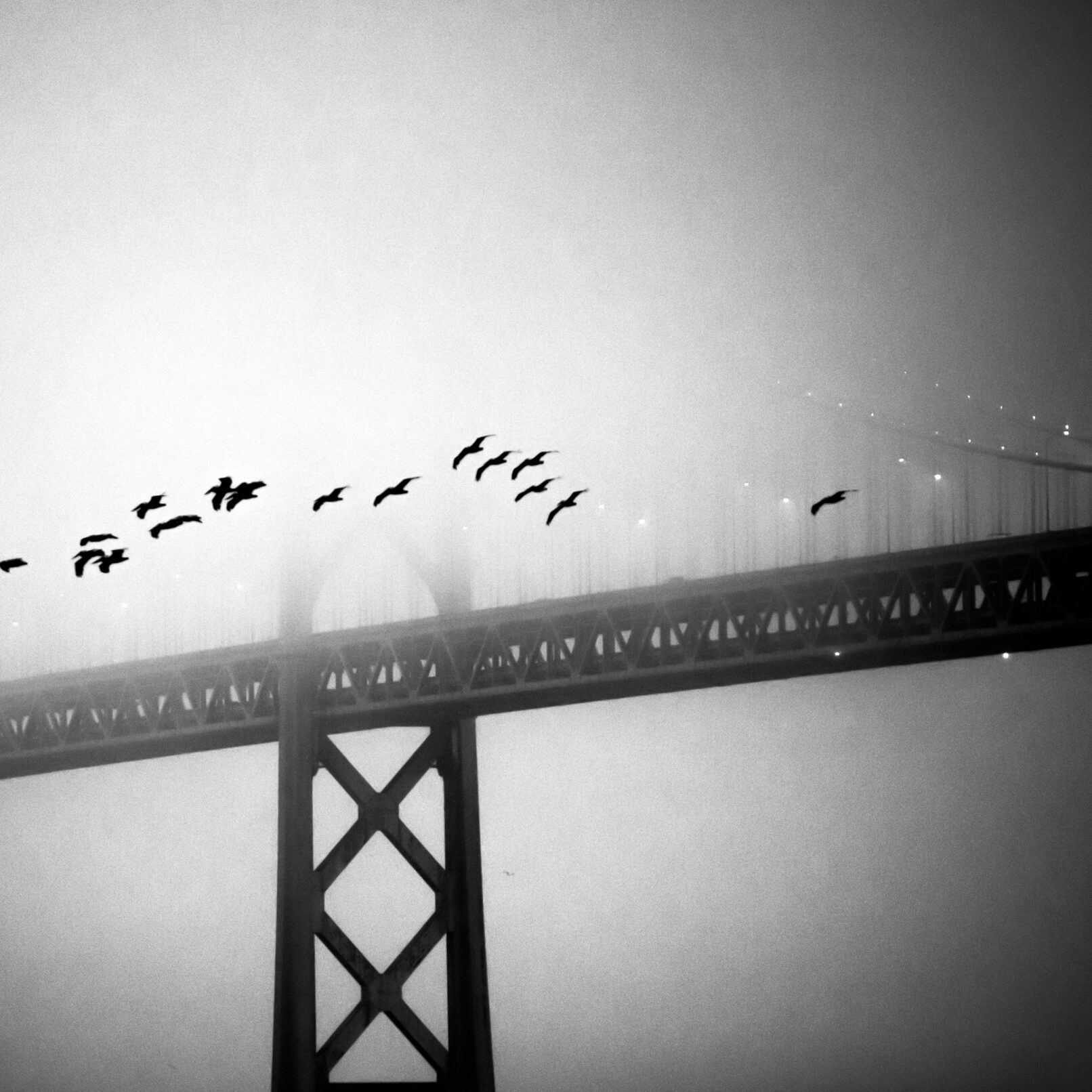 Flying birds and Oakland Bay Bridge