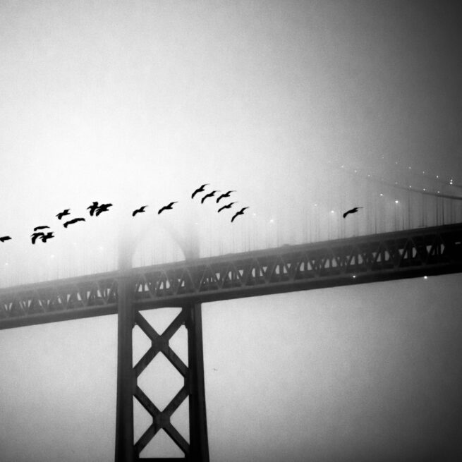 Flying birds and Oakland Bay Bridge
