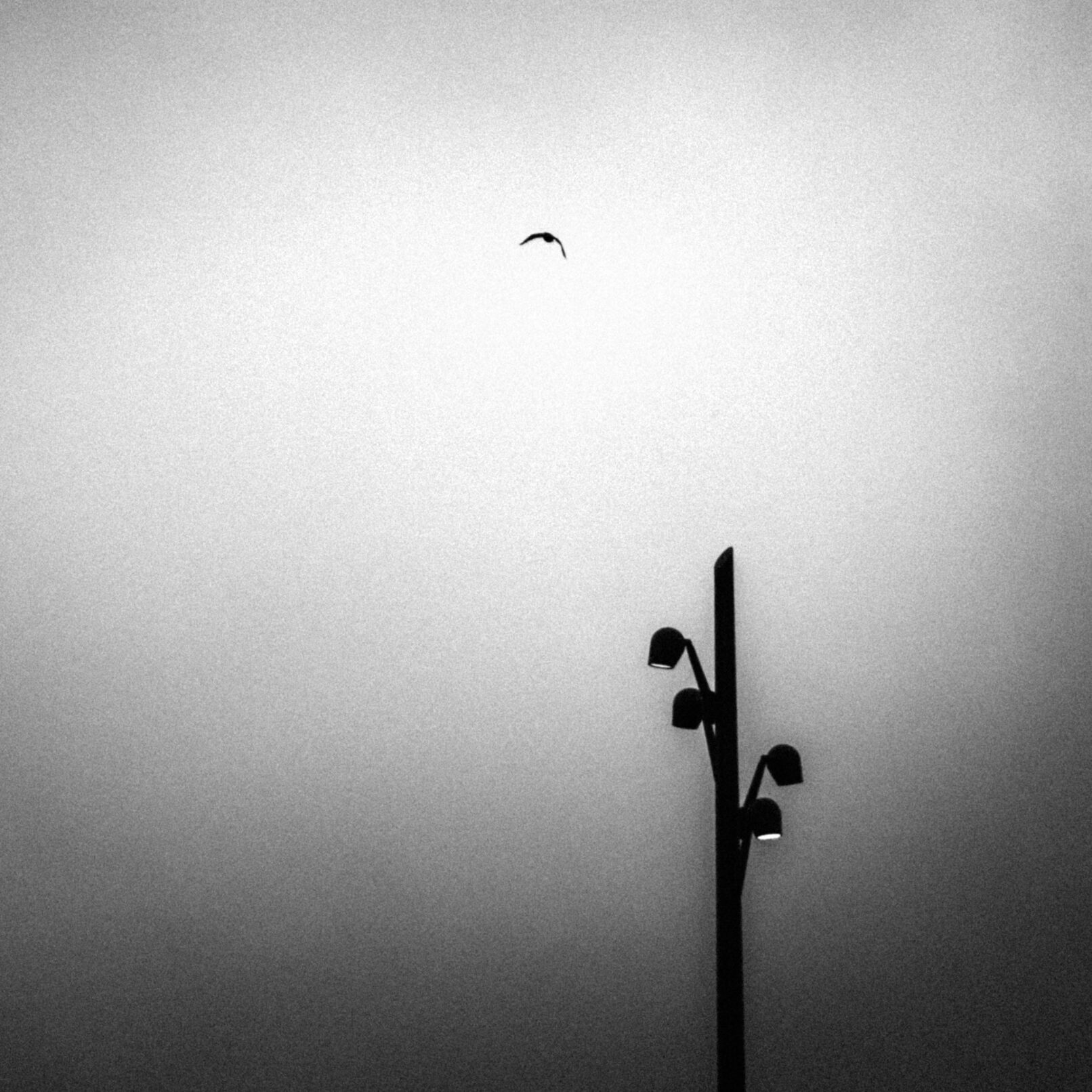 Bird and streetlamp