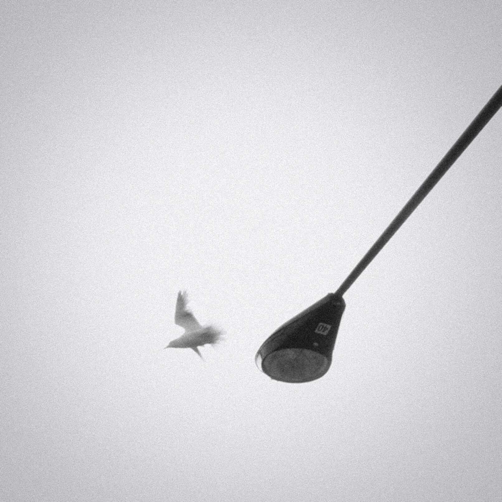 Bird and streetlight