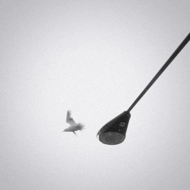 Bird and streetlight