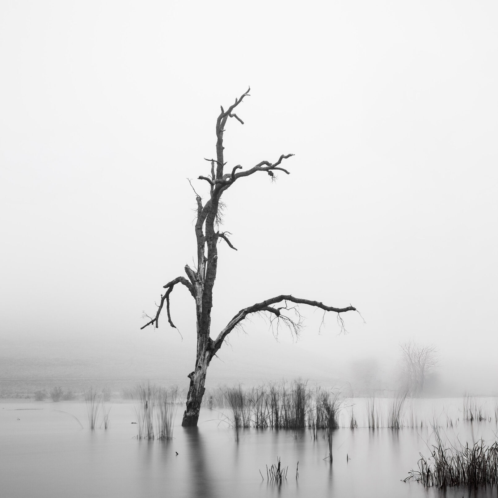Dead tree in fog