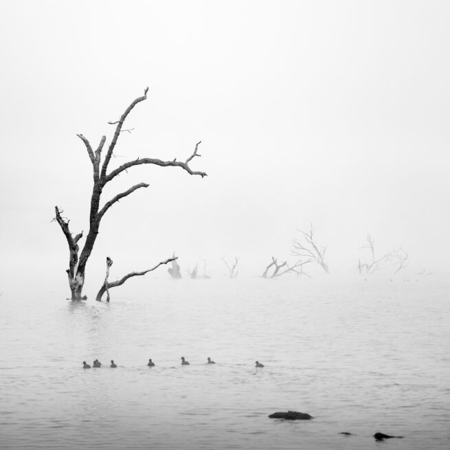 Dead tree in fog