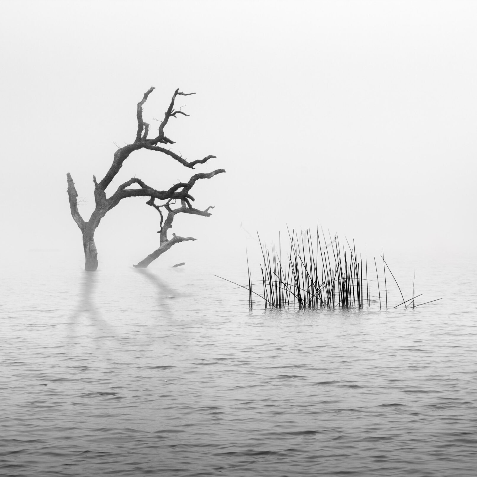 Dead tree in fog