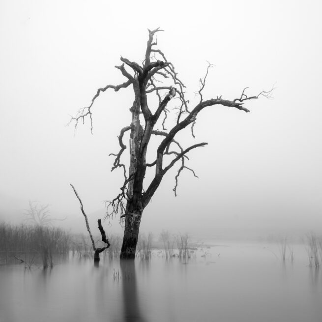 Dead tree in fog