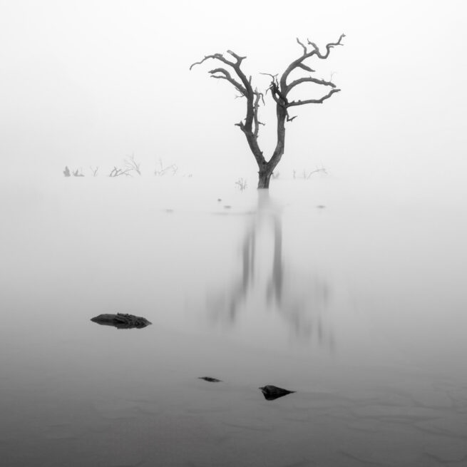 Dead tree in fog