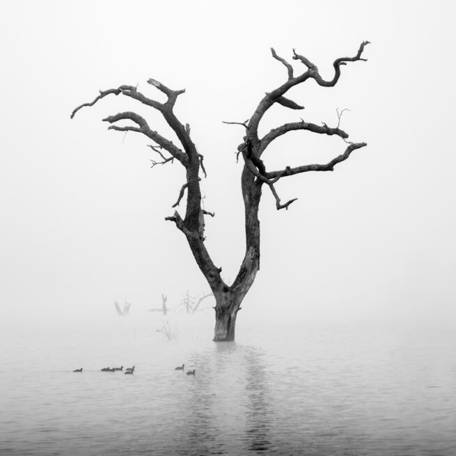 Dead tree in fog