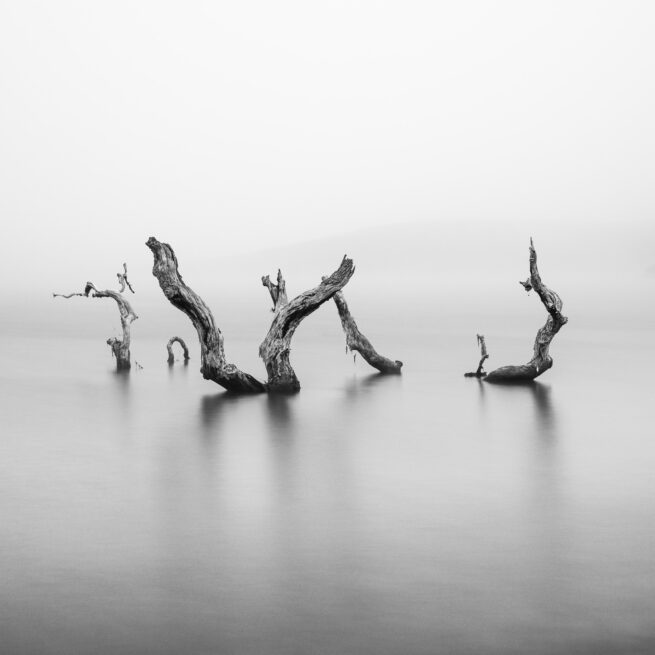 Dead tree in fog