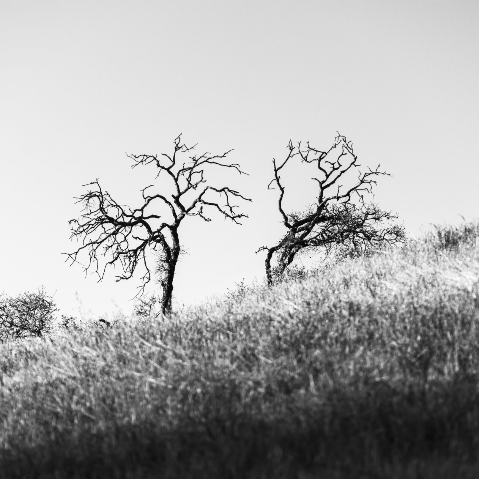 Dead trees