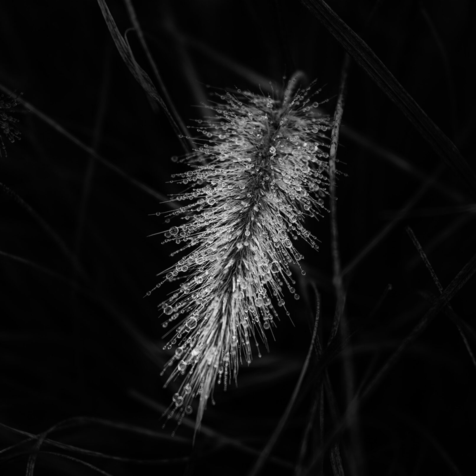dew drops