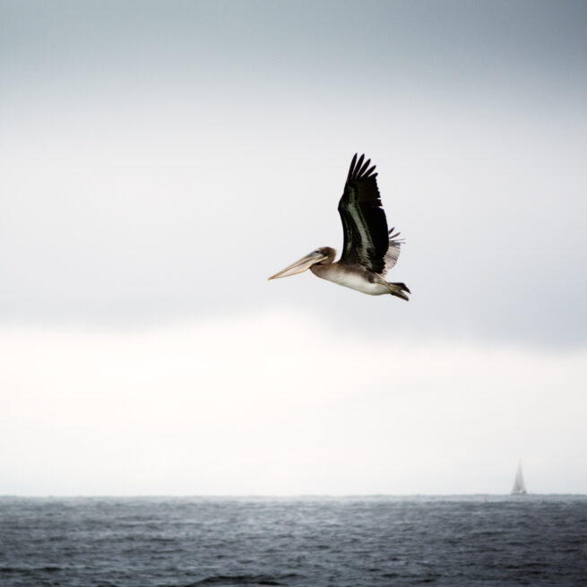 Pelican flying over ocean