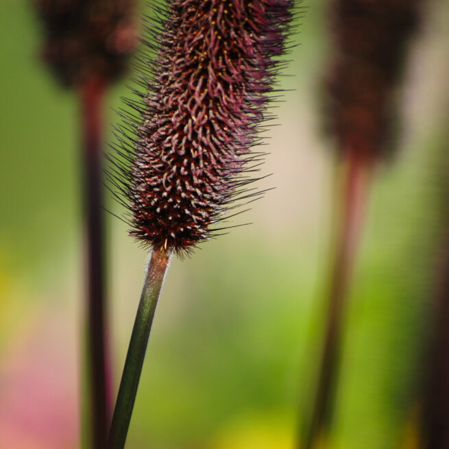 Prickly plant