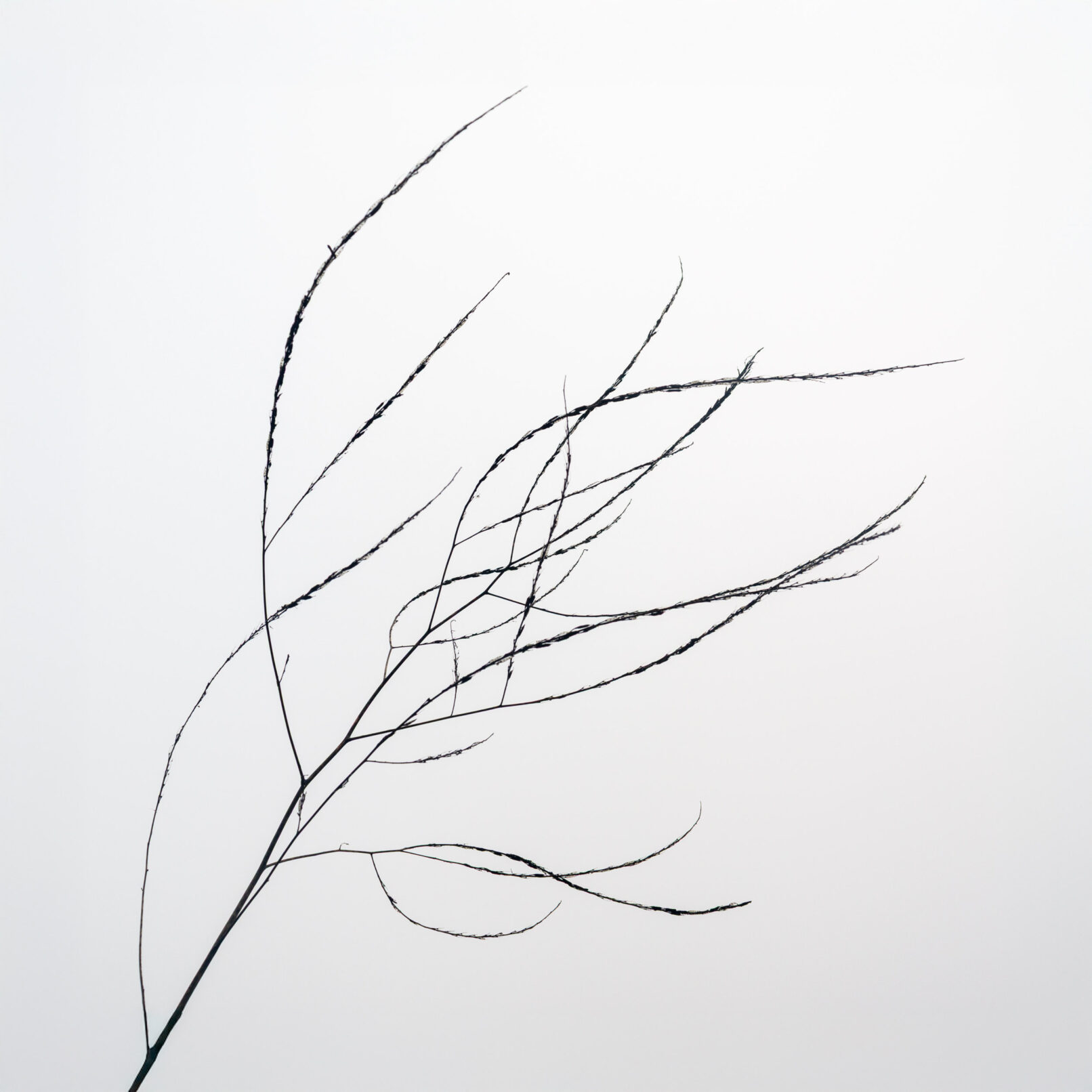 Tree sticks