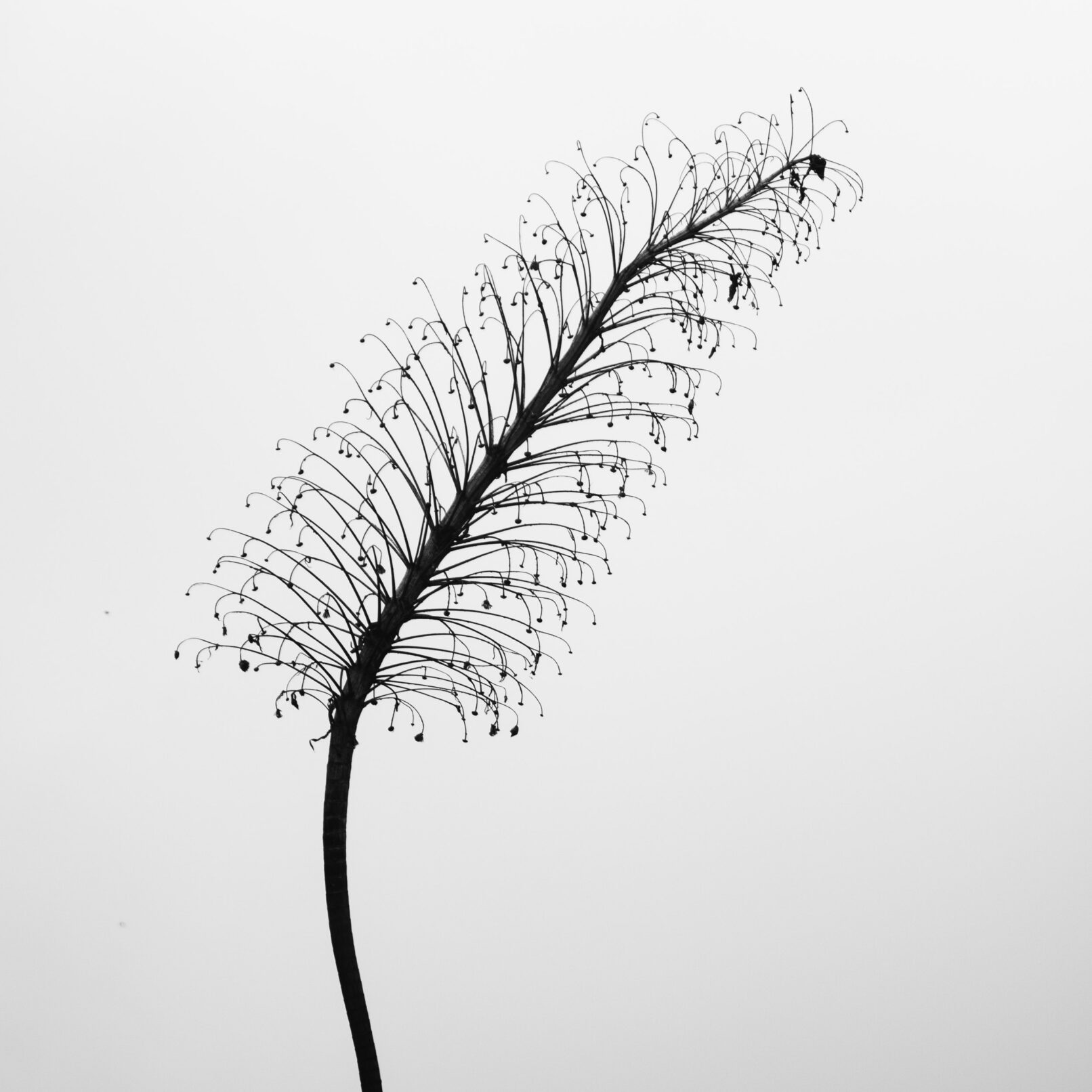 Tree sticks